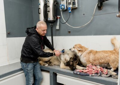 Dog Style | Toelettatura professionale cani e gatti a Roma Eur